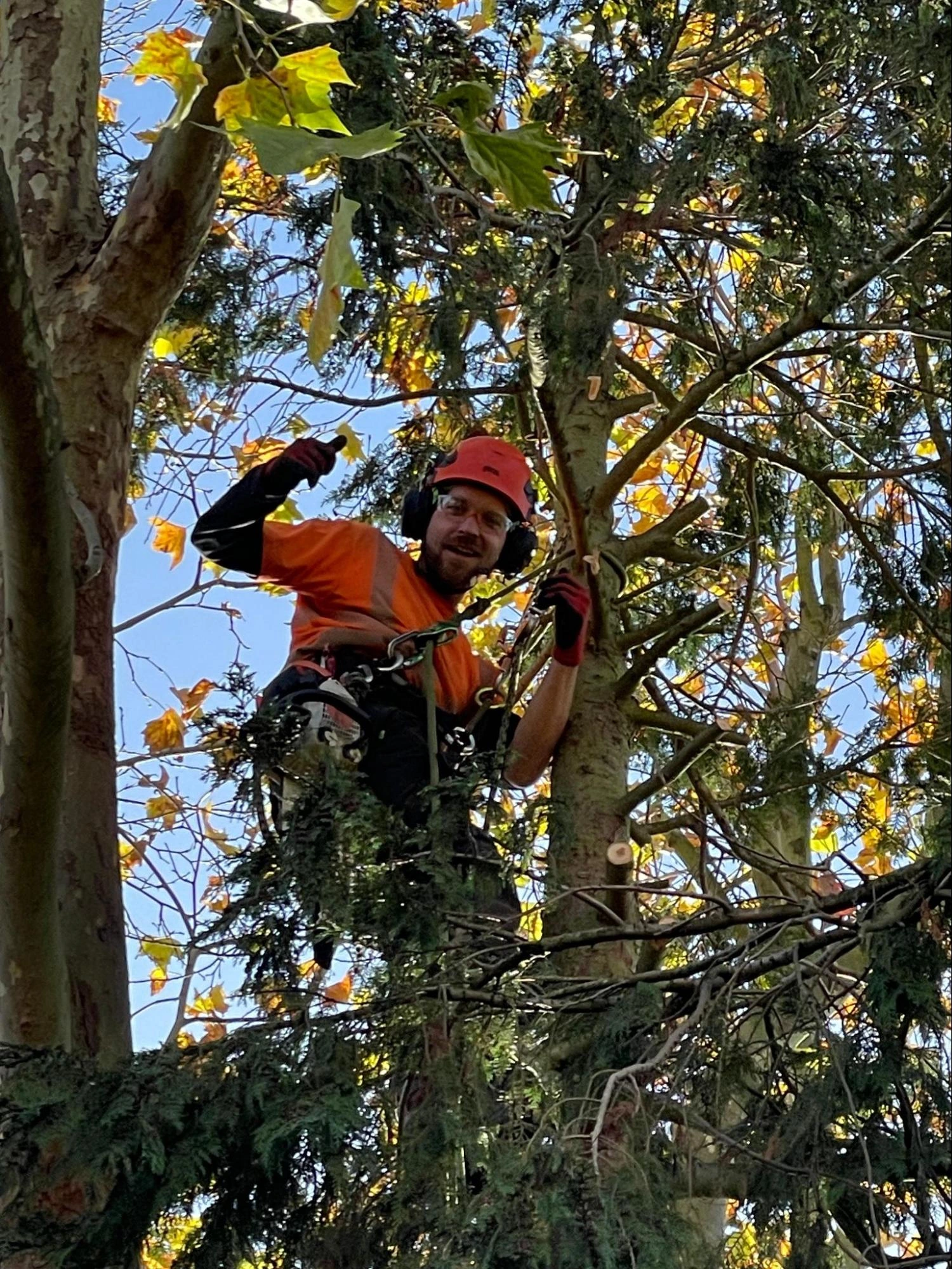 Corringham Tree Care Experts